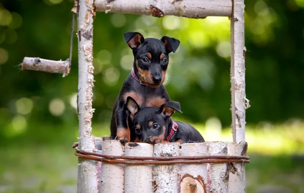 Picture dogs, nature, glade, puppies, pair, well, wooden, kids