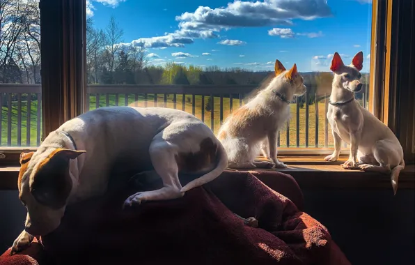 Picture dogs, window, friends, Trinity
