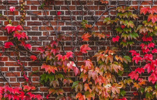 Picture leaves, wall, plant