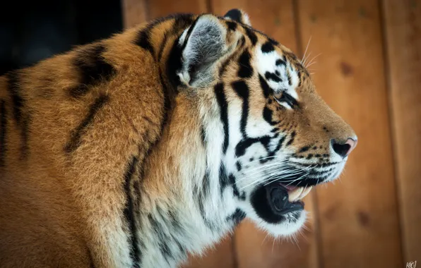 Cat, face, tiger, profile, Amur
