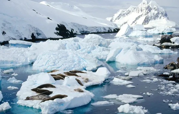 Picture ice, snow, Seals