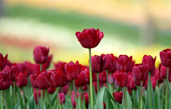 Leaves, blur, tulips, buds, bokeh, Burgundy