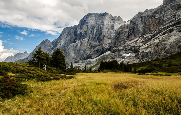 Picture field, grass, mountains, rocks, Switzerland, Grindelwald