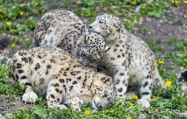 Cat, grass, IRBIS, snow leopard, dandelions, trio, ©Tambako The Jaguar