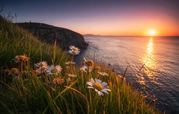 Picture sea, grass, sunset, flowers, rock, coast, chamomile, Spain