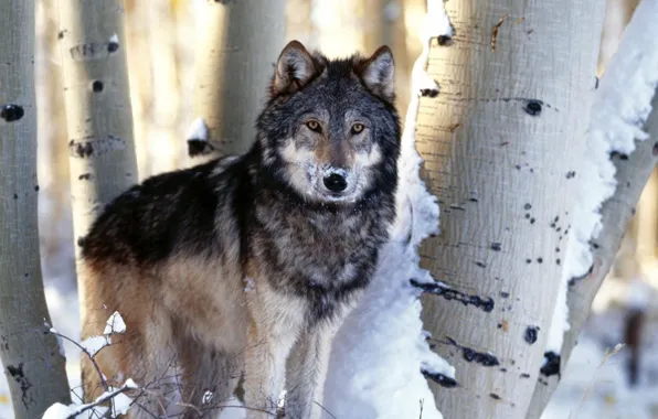 Picture trees, winter, snow, animal, mammal, carnivore, black and gray wolf