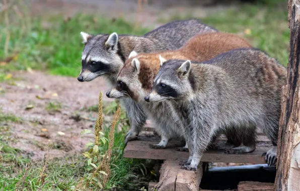 Look, nature, Board, raccoon, three, profile, company, trio
