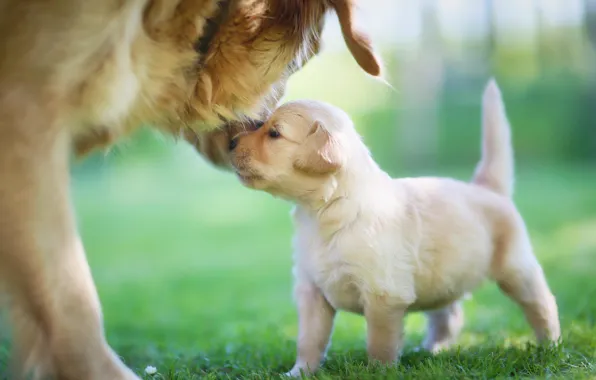 Puppy, mom, golden retriever
