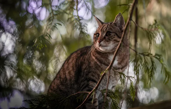Cat, cat, look, nature, pose, branch, face, sitting
