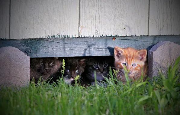 Grass, look, cats, pose, kitty, grey, black, Board