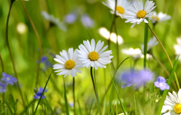 Wallpaper field, white, summer, chamomile, meadow, wildflowers for ...