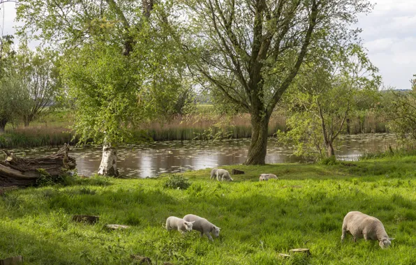 Grass, trees, river, sheep, spring, pasture, sheep, lambs