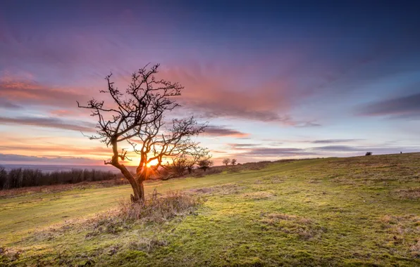 Picture field, summer, sunset, tree