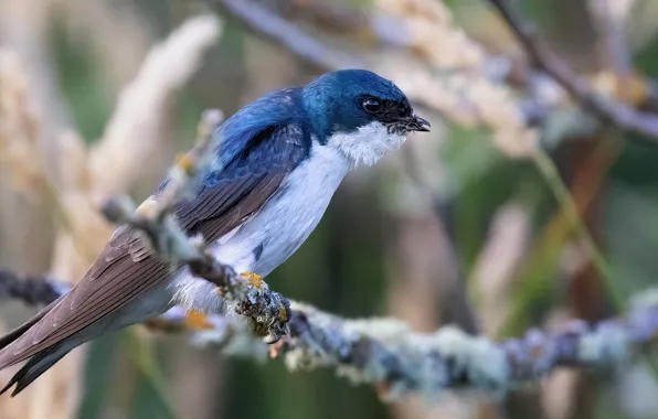 Bird, swallow, bokeh