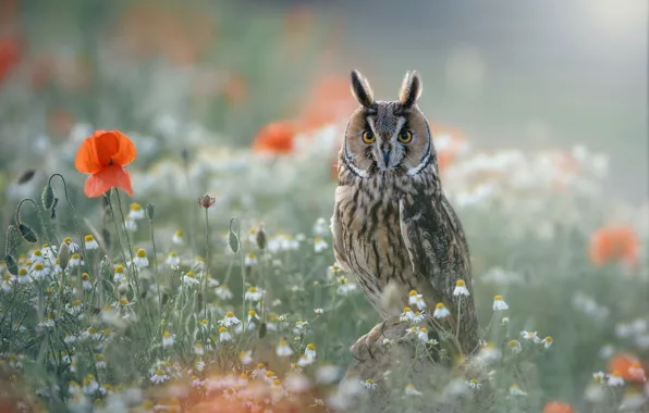 Nature, owl, bird
