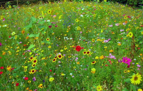 Picture red, flowers, kosmeya, yellow, greens, field, Mac, meadow