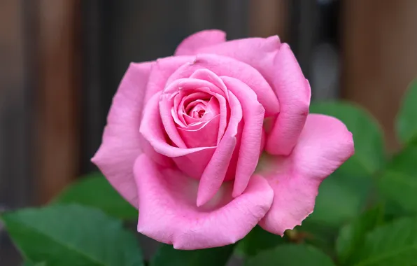 Picture macro, flowers, background, roses, pink, buds