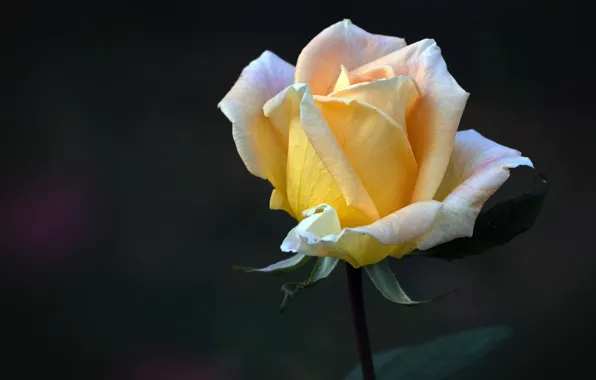 Flower, flowers, the dark background, rose, roses, Bud, yellow