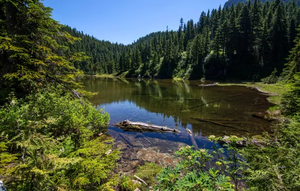 Greens, forest, trees, lake, USA, Alaska, Summit Lake