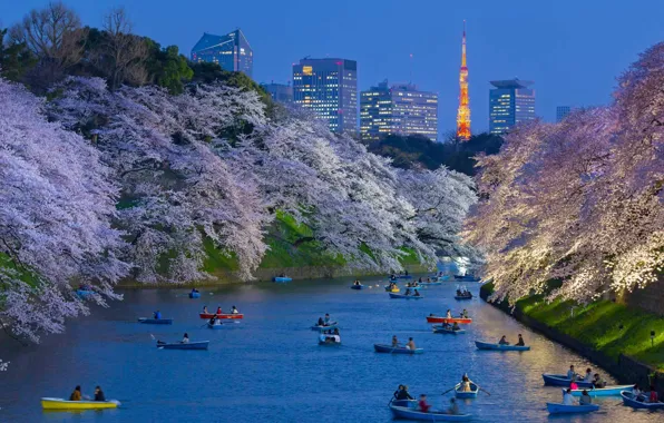 Spring, boats, Japan, Sakura, Tokyo, channel