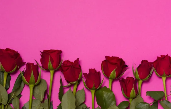 Flowers, red, roses, bouquet, red, buds, flowers, romantic