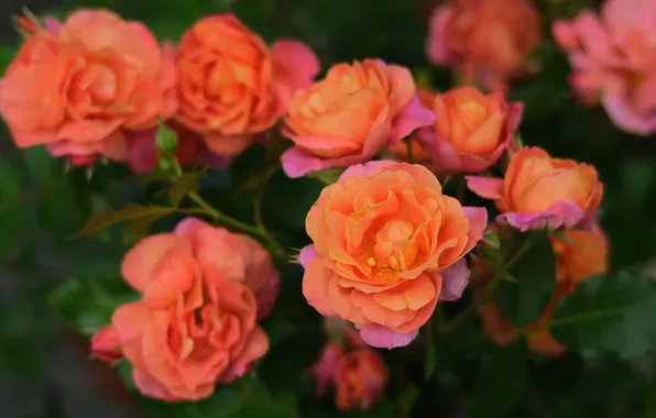 Summer, flowers, branches, bright, roses, orange, flowering, green background