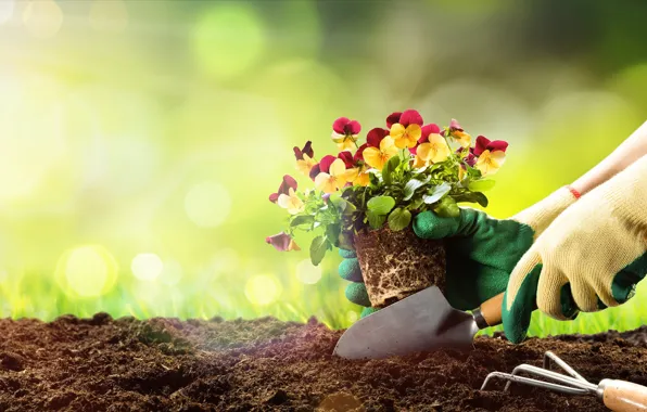 Girl, light, flowers, earth, hands, garden, gloves, Pansy