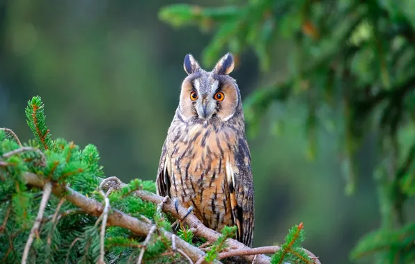 Picture branches, owl, bird, spruce, bokeh, Long-eared owl