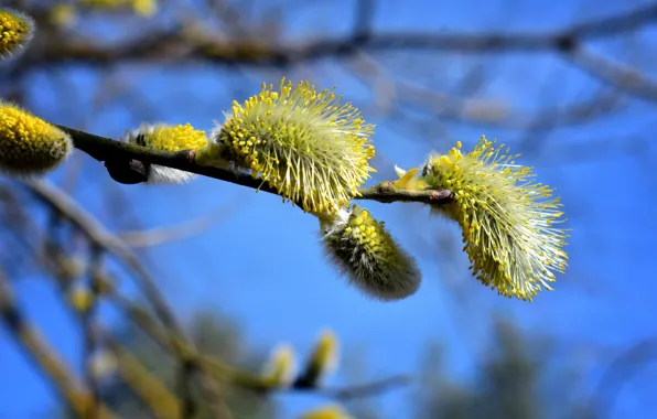 The sky, macro, branches, nature, blue, spring, flowering, Verba