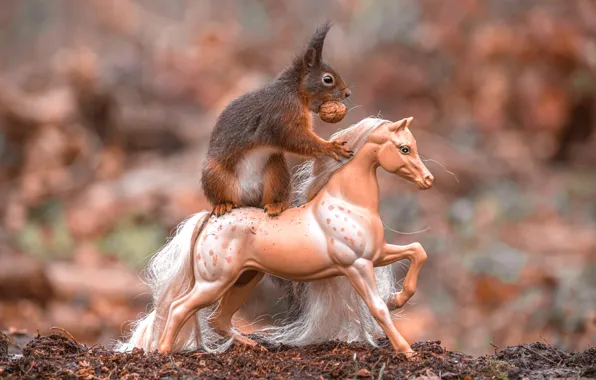 Look, nature, pose, horse, horse, toy, walnut, protein
