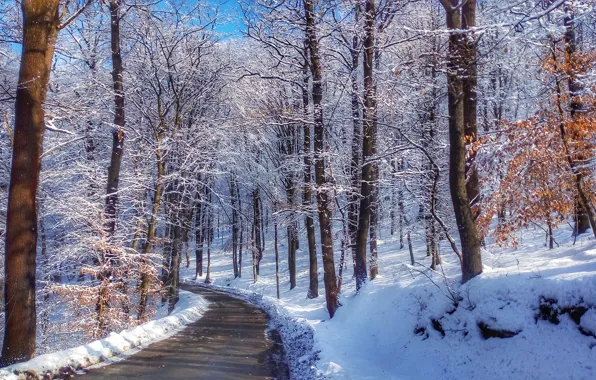 Nature, winter, Wallpaer