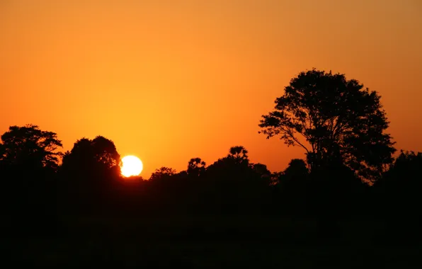 Picture the sun, trees, sunset, silhouette