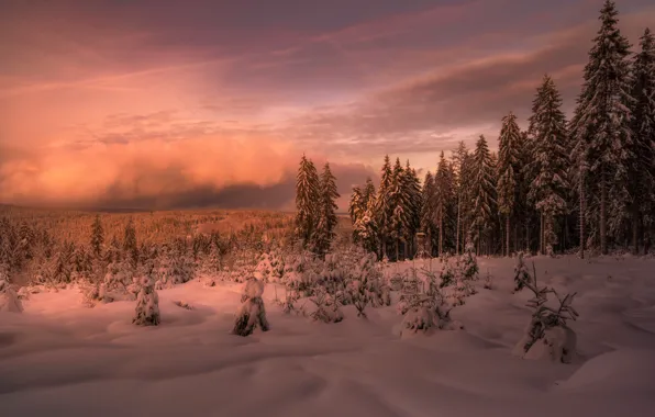 Winter, forest, sunset, fog