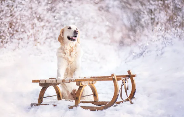 Winter, forest, language, look, snow, nature, pose, dog