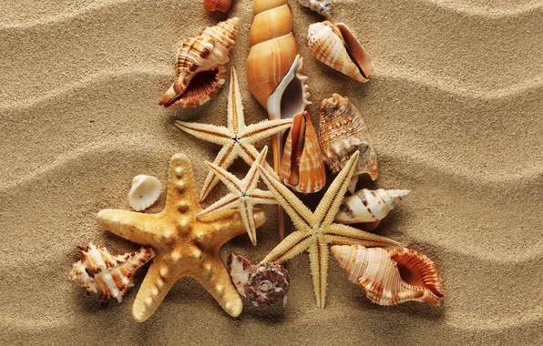 Sand, wave, shell, starfish