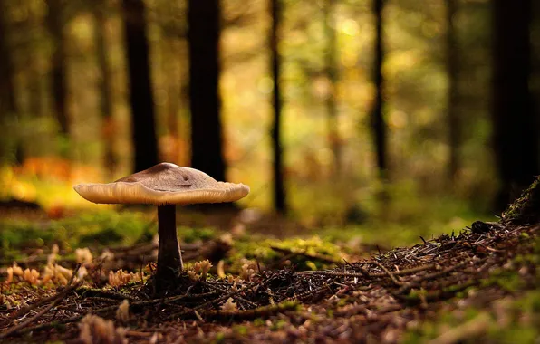Picture forest, mushroom, Nature