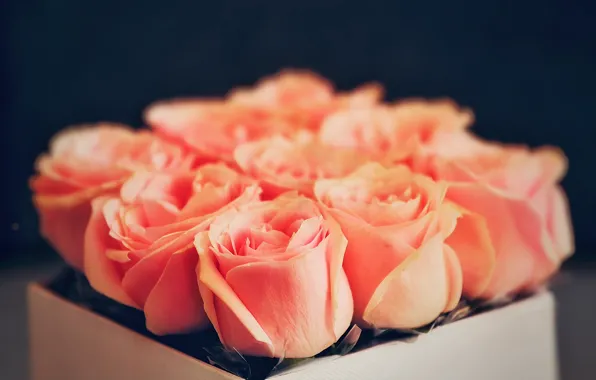 Macro, flowers, roses