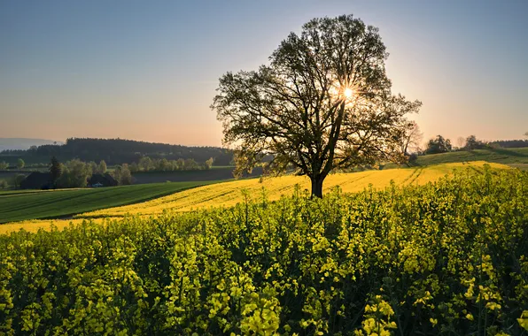 The sun, flowers, tree, spring, rape, rapeseed field