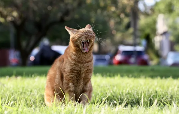 Cat, cat, lawn, yawn