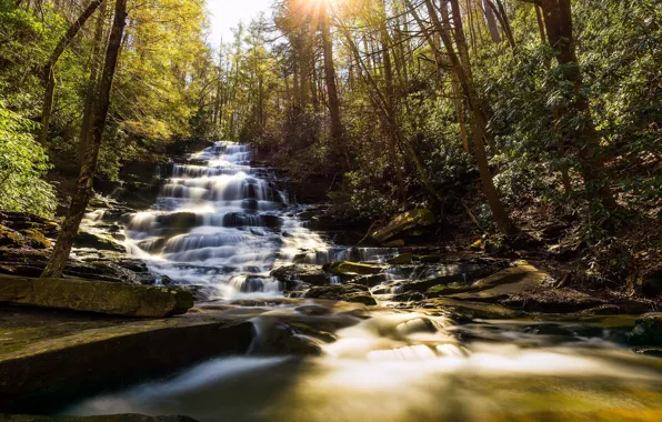 Picture forest, the sun, rays, light, branches, stones, waterfall
