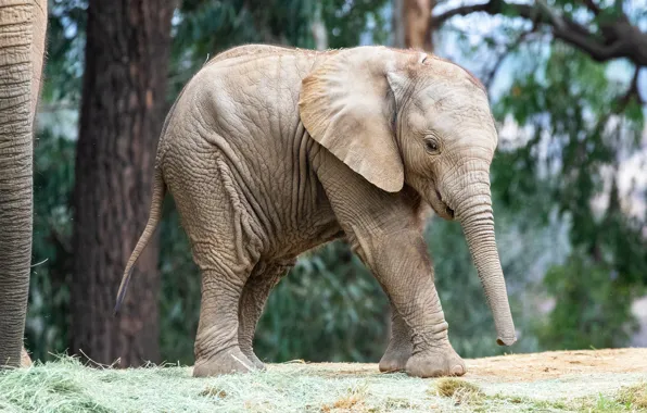 Picture grass, leaves, trees, nature, background, elephant, baby, walk
