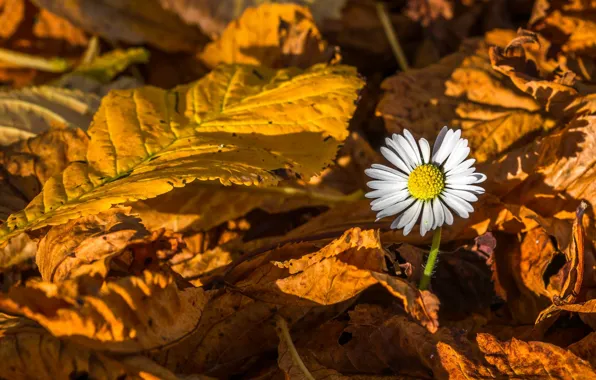 Leaves, flowers, nature