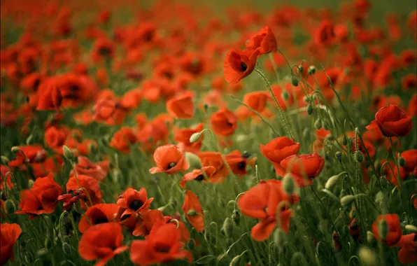 Picture field, blur, Maki, red, red, field, poppy, poppies