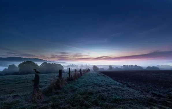 Picture field, fog, bird, the fence, arable land, Nocht