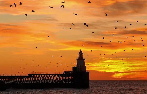Picture the sky, landscape, sunset, birds, bridge, lighthouse