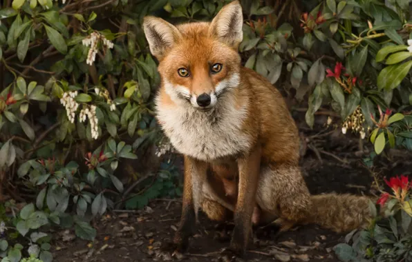 Picture leaves, branches, nature, animal, Fox, Fox