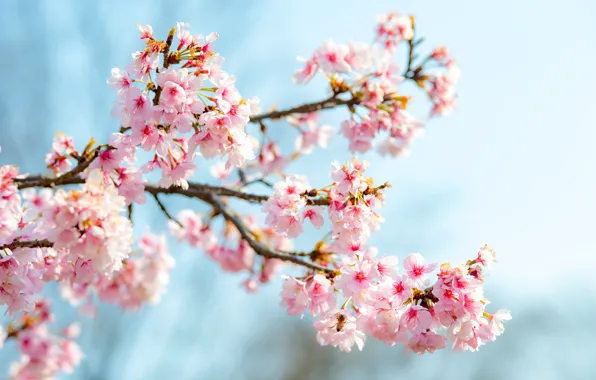 Branches, beauty, spring, Sakura, flowering