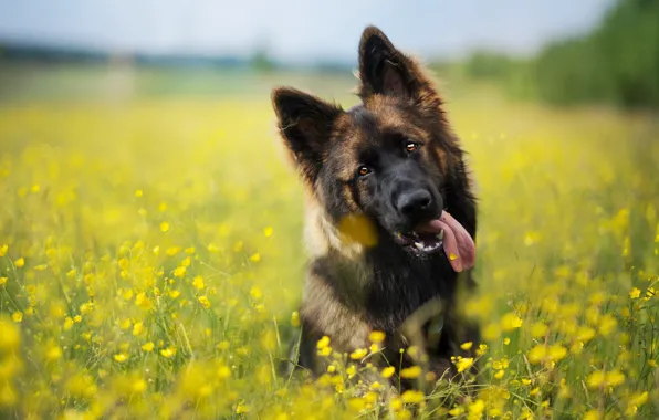 Summer, look, each, dog