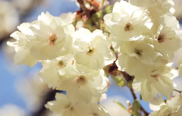 Macro, light, flowers, branches, cherry, spring, Sakura, white