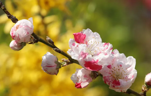 Picture flowers, branches, spring, Sakura, buds, flowering, yellow background, bokeh